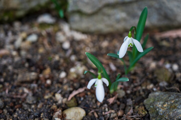 White blooming flowers of the Galanthus plant