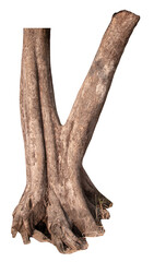 PNG tree bark on transparent background