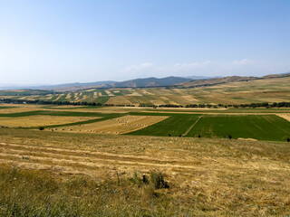 The field with different cultivated plants.