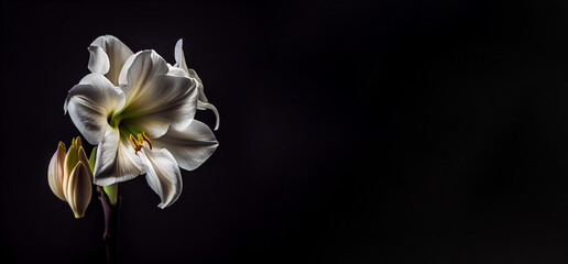 Dark white Amaryllis flower in black background generative ai