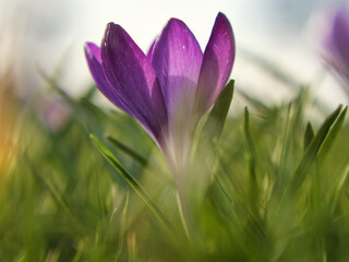 Close-up purple tulips