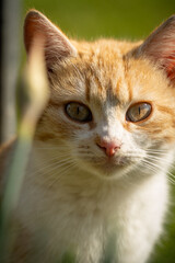 Farm kittens enjoying freedom in a small Bulgarian village near Yambol