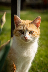 Farm kittens enjoying freedom in a small Bulgarian village near Yambol