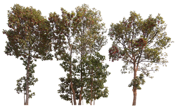 PNG tree in a row cut out from original background