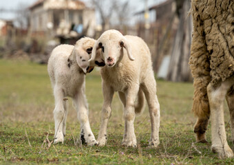 Obraz na płótnie Canvas Sweet sheep family with baby lamb siblings