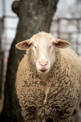 Sweet sheep family with baby lamb siblings