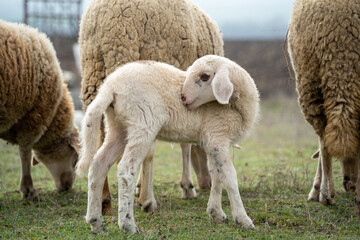 Sweet sheep family with baby lamb siblings