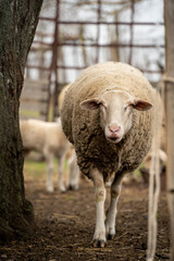 Naklejka premium Sweet sheep family with baby lamb siblings