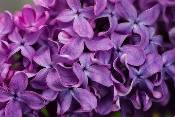 lilac flowers closeup lilac color