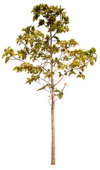 Fototapeta premium PNG tree with removed original background for easy to drag and drop in new project