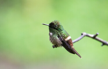 hummingbird