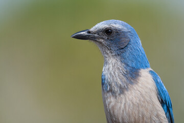 A portrait of an endangered Florid scrub jay, as seen at Helen & Allan Cruickshank Sanctuary in Rockledge, Florida.