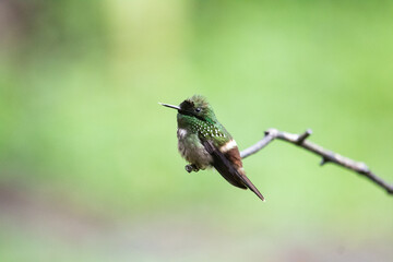 Fototapeta premium hummingbird on a branch