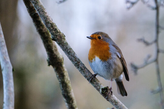 European Robin (Erithacus rubecula), Lagan River, Belfast, Northern Ireland, UK