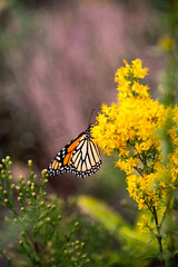 Monarch Butterfly in Summer