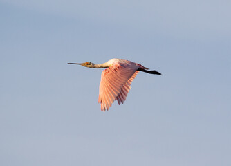 water bird in flight