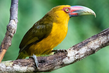 saffron toucan