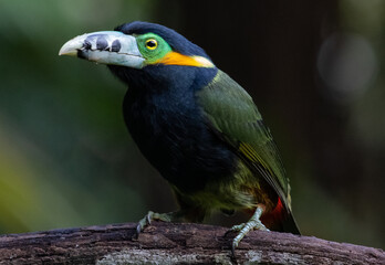 tropical toucan perched