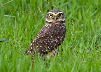 owl in the grass