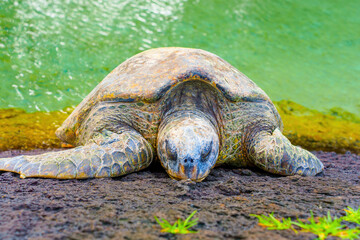 Hawaiian Turtle Relaxing on Beach
