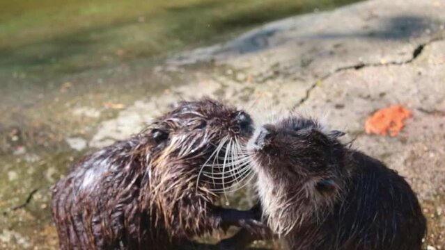 Two nutrias bite each other. Wild nature. Natural habitat of the nutria or otter. Two otters are kissing