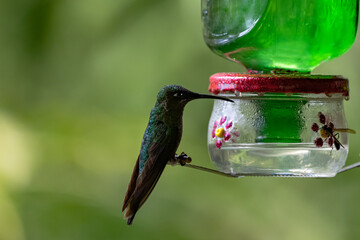 Obraz premium Animal themes: hummingbird also known as Sparkling violetear or Colibri Oreja Violeta drinking sugar water from feeder