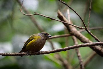 Animal themes: Orange-bellied Euphonia perched on tree branch with green background 