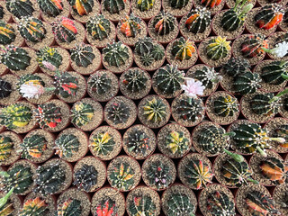 Obraz premium close up of cactus