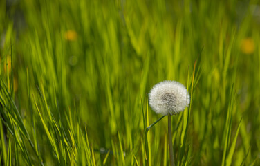 Blowballs of dandelion (taraxacum) in front of a green blurry background