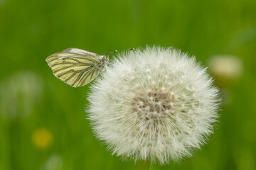 A green-veined white butterfly (pieris napi) on a blowball (taraxacum) with blurry background