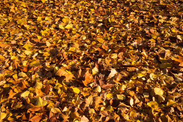 Background autunnale. Foglie cadute.