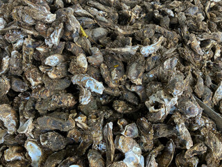 Fresh Oysters ready for sale