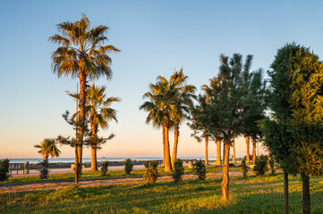 Naklejka na ściany i meble Batumi embankment at sunset. Sunset on the Black Sea with palm trees and trees on the background of the setting sun.
