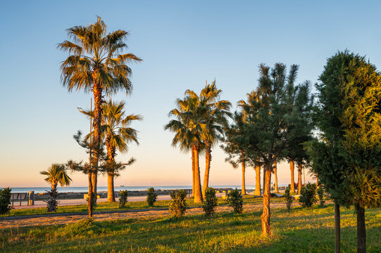 Batumi embankment at sunset. Sunset on the Black Sea with palm trees and trees on the background of the setting sun.