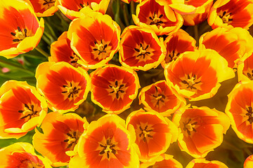 Yellow tulips beautiful bouquet of flowers. View from above.