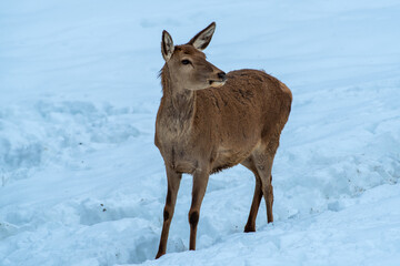 Rotwild im Schnee