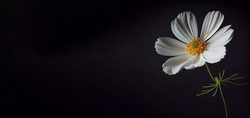 Dark white cosmos flower in black background generative ai