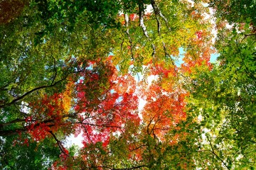 色づく木々