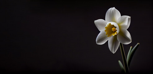 Naklejka na ściany i meble dark white daffodil flower in black background generative ai