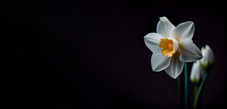 dark white daffodil flower in black background generative ai