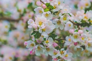 white blooming spring fruit tree background