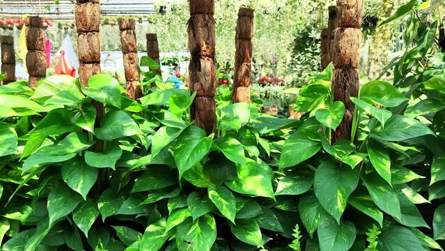 Betel leaf, Epipremnum aureum is a species of flowering plant in the family of Araceae. It is also known as money plant