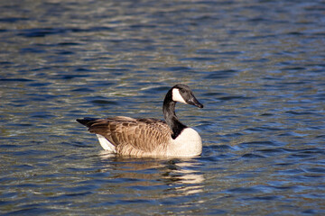 Canada goose Branta canadensis