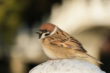sparrow on the ground