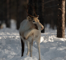 white reindeer in the forest