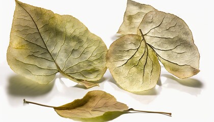  a couple of leaves sitting on top of a white table next to a white wall and a white background with a shadow of the leaves on the floor.  generative ai