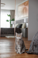 Beautiful gray cat in the interior of the house. Modern interior of the living room. Charming gray British short-haired cat sitting. 