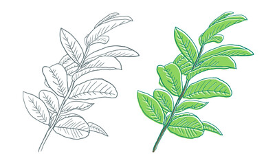 A drawing of a green leaf on white background