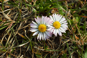 Daisy flower. Spring and summer chamomile flowers. Beauty of nature. Spring, youth, growth concept.
