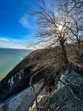 Aussicht auf einem Baum mit frei liegenden Wurzeln am Kreidefelsen bei Sonne